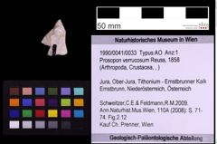 Foto (Objekt + Etiketten) von Prosopon verrucosum (Reuss, 1858) (NHMW-GEO-1990-0041-0033)